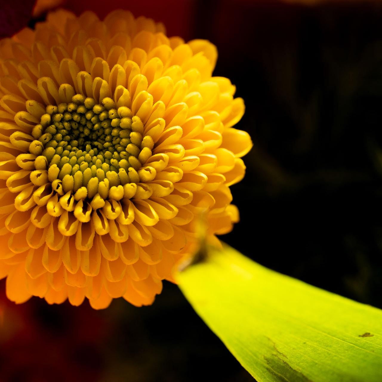 Yellow Chrysanthemum Art Print: Vibrant Floral Macro Photography