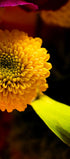 Yellow Chrysanthemum Art Print: Vibrant Floral Macro Photography