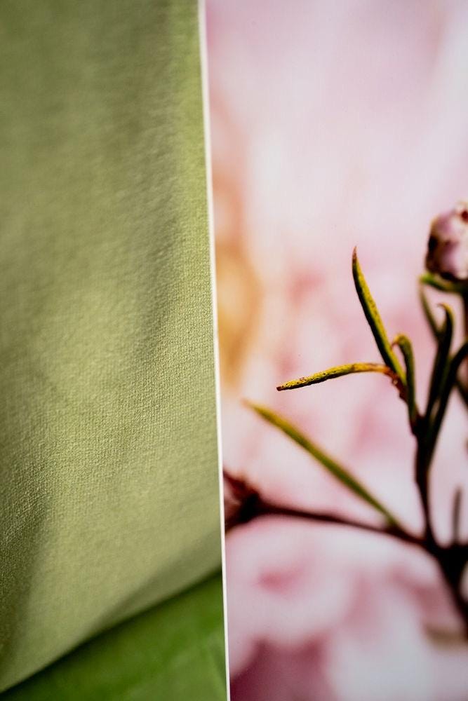 Pink Chrysanthemum Photo Art Print: Delicate Floral Home Decor