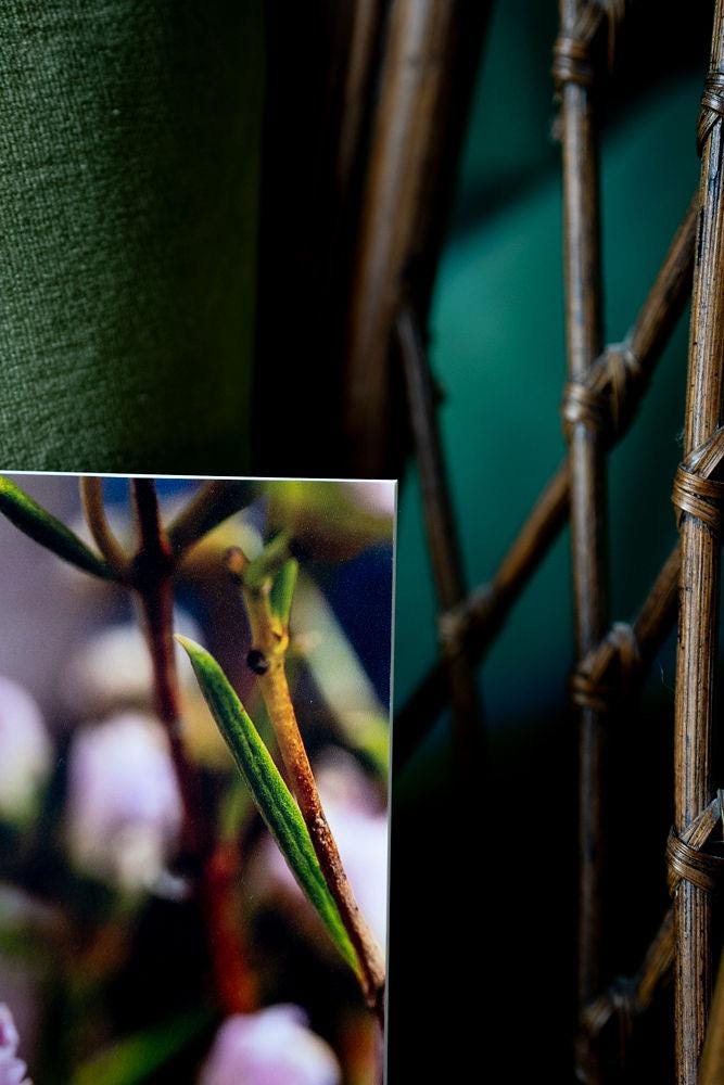 Pink Chrysanthemum Photo Art Print: Delicate Floral Home Decor