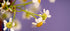 Lavender Skies - Mindfulness Chamomile Flower Photo Print, Meditation Space Wall Art, Calming Photography
