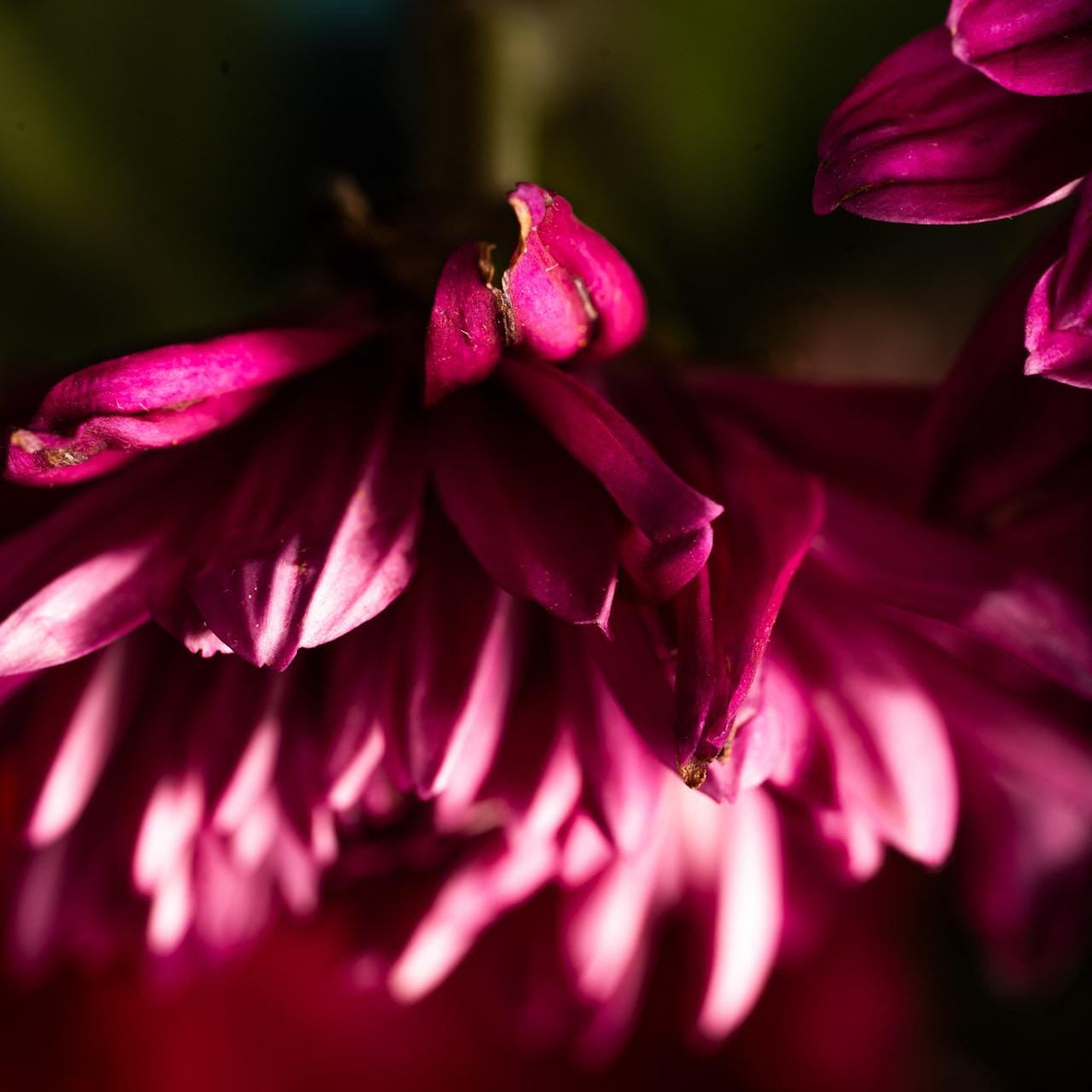 Stay Positive– Abstract Nature Wall Art, Texture Macro Photography, Botanical Home Decor