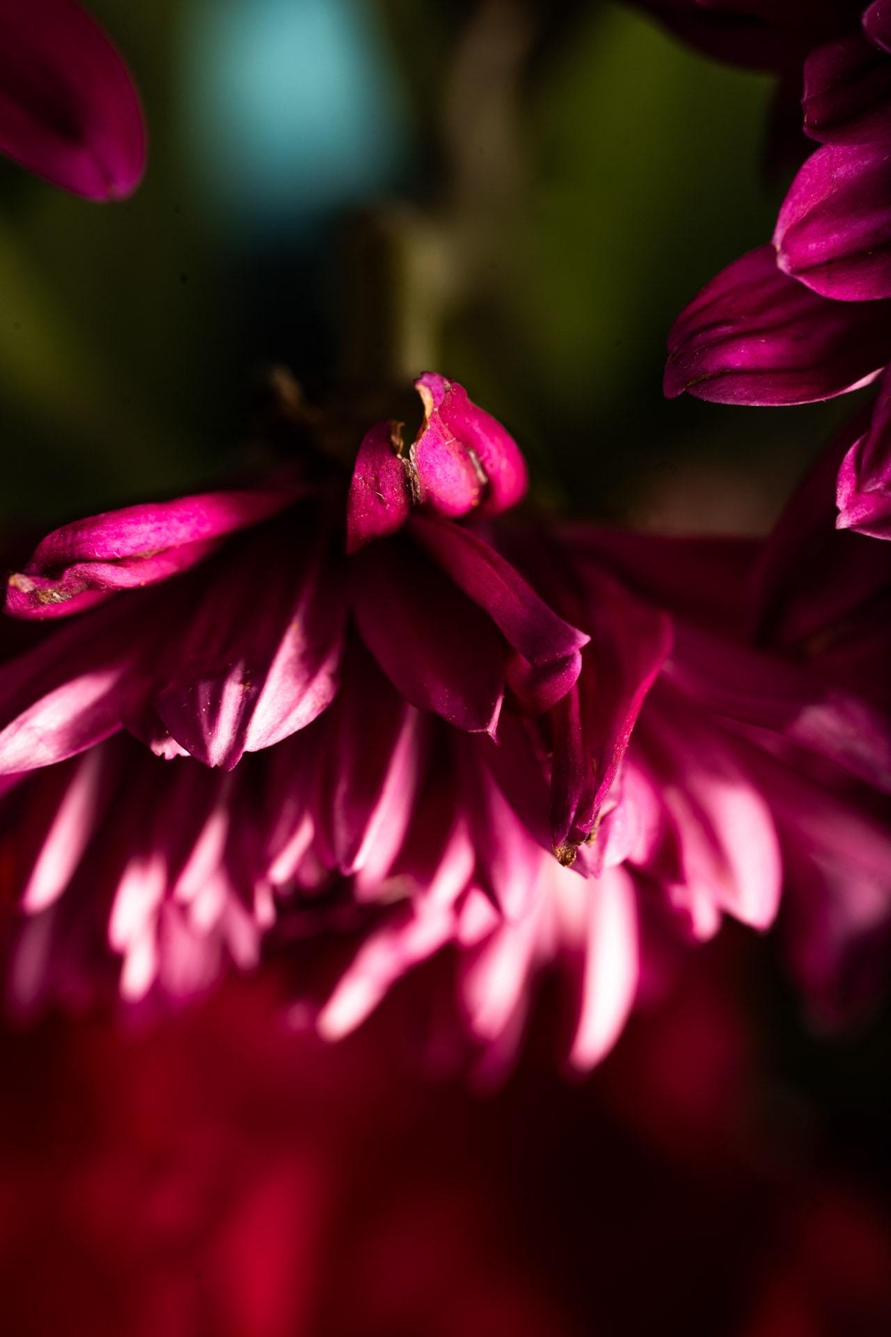 Stay Positive– Abstract Nature Wall Art, Texture Macro Photography, Botanical Home Decor