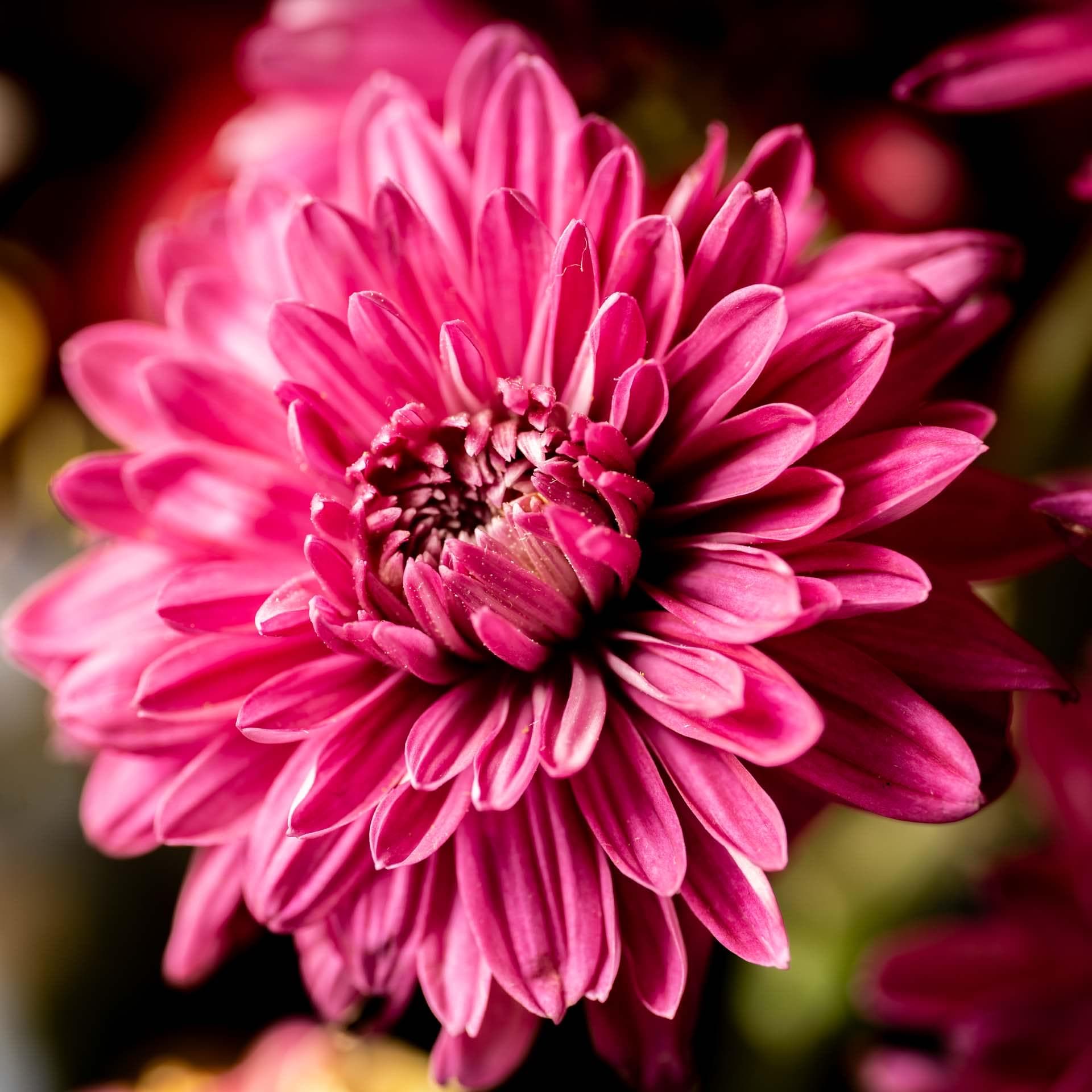 Happy Place - Pink Chrysanthemum Macro Photography Textured Vibrant Flower Art Print