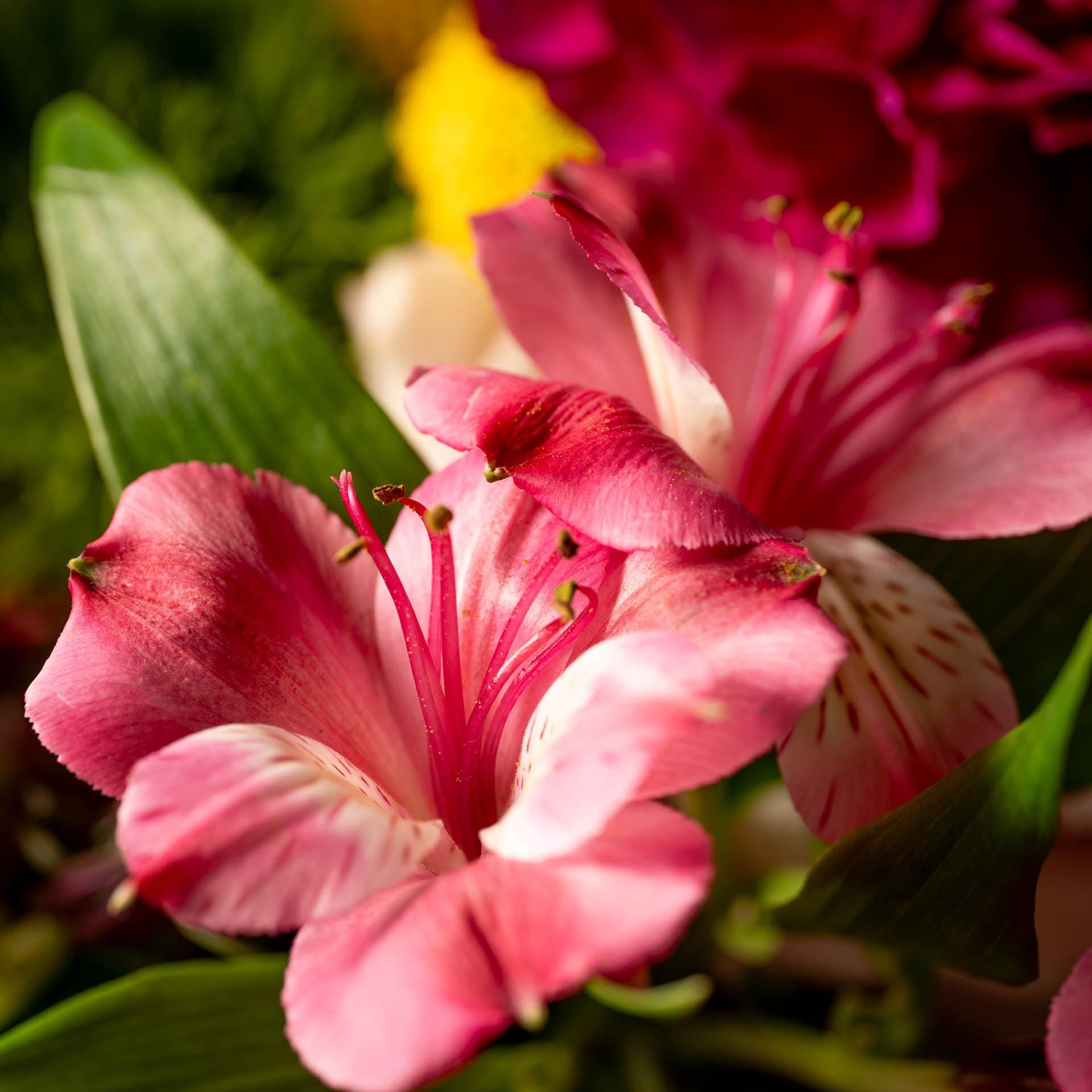 Live Fully - Fun Pink Joyful Peruvian Lily Flower Photo Art Print