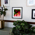 A framed fine art print featuring a macro photograph of a red begonia with a bright yellow center, displayed on a modern gallery wall. The black frame adds a contemporary touch, complementing the surrounding greenery and warm, neutral decor. The combination of botanical artwork and lush houseplants creates a fresh and inviting space.