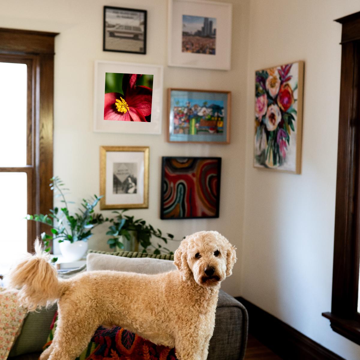 A cozy, art-filled living room featuring a framed fine art print of a red begonia with a yellow center, displayed among an eclectic gallery wall of colorful paintings and photographs. A fluffy goldendoodle stands in the foreground, adding warmth and personality to the inviting space. Lush houseplants enhance the natural aesthetic, creating a relaxed and stylish atmosphere.