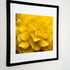 A framed fine art print of a vibrant yellow flower, featuring soft-focus petals that create a gentle, textured composition. The black frame contrasts beautifully with the rich golden tones of the flower, adding a modern touch to the elegant nature-inspired art. Perfect for brightening any space with warmth and sophistication.