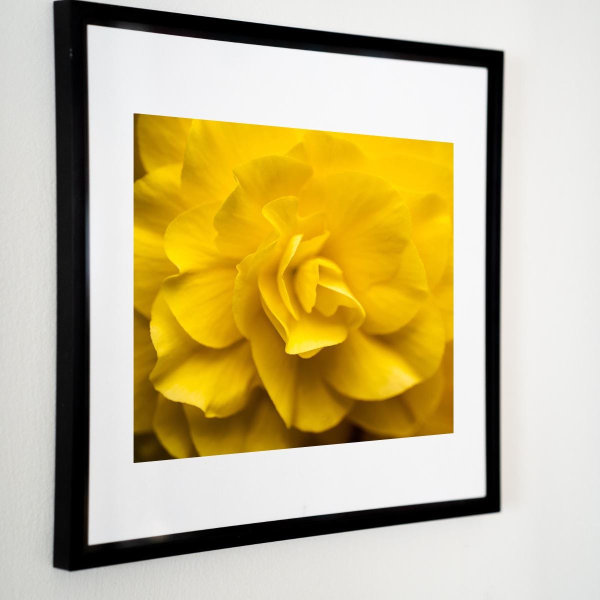 A framed fine art print of a vibrant yellow flower, featuring soft-focus petals that create a gentle, textured composition. The black frame contrasts beautifully with the rich golden tones of the flower, adding a modern touch to the elegant nature-inspired art. Perfect for brightening any space with warmth and sophistication.