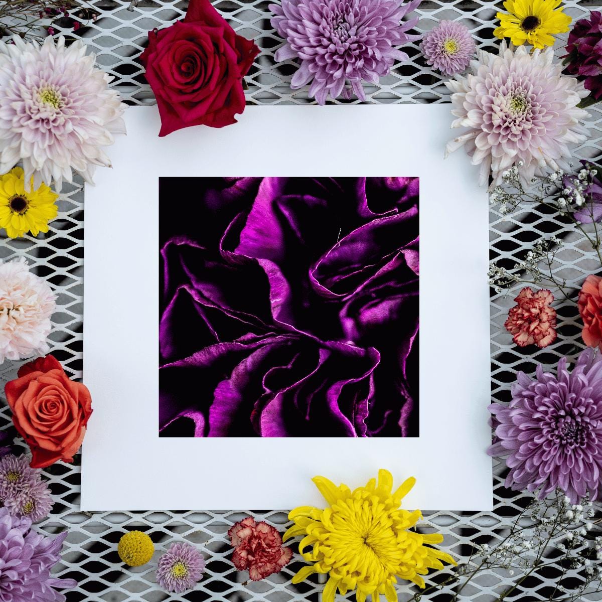 A dramatic macro photograph capturing the rich textures and deep folds of a purple flower’s petals. The interplay of light and shadow highlights the velvety details, creating a bold and moody composition. The dark background enhances the intensity of the purple tones, making this floral image both striking and elegant.