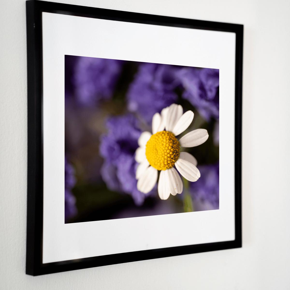 Delicate Daisy Macro Photography Print | Fine Art Floral Wall Decor | Nature-Inspired Botanical Print