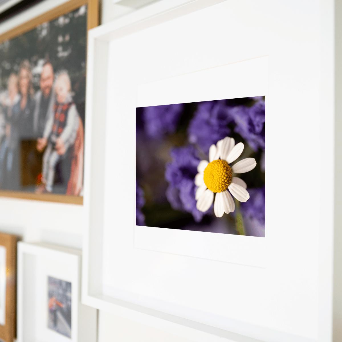 Delicate Daisy Macro Photography Print | Fine Art Floral Wall Decor | Nature-Inspired Botanical Print