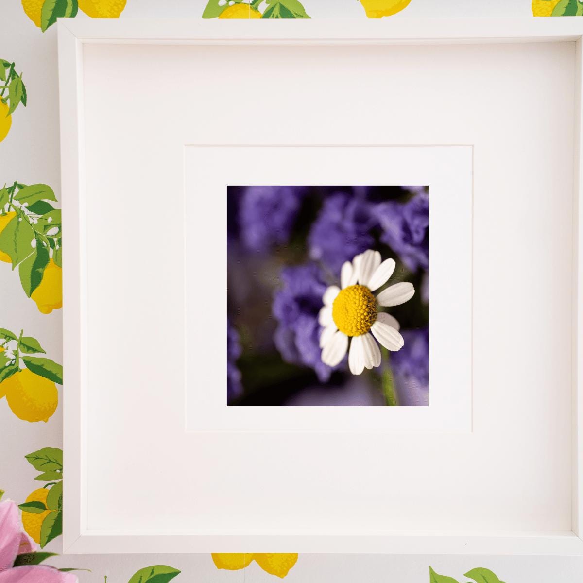 Delicate Daisy Macro Photography Print | Fine Art Floral Wall Decor | Nature-Inspired Botanical Print