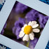 A close-up macro photograph of a white daisy with a golden-yellow center, set against a soft-focus background of rich purple flowers. The fine details of the daisy’s textured center and delicate petals are highlighted, creating a striking contrast with the deep, blurred floral backdrop. The image is elegantly framed at an angle, adding a modern and artistic touch to this nature-inspired composition.