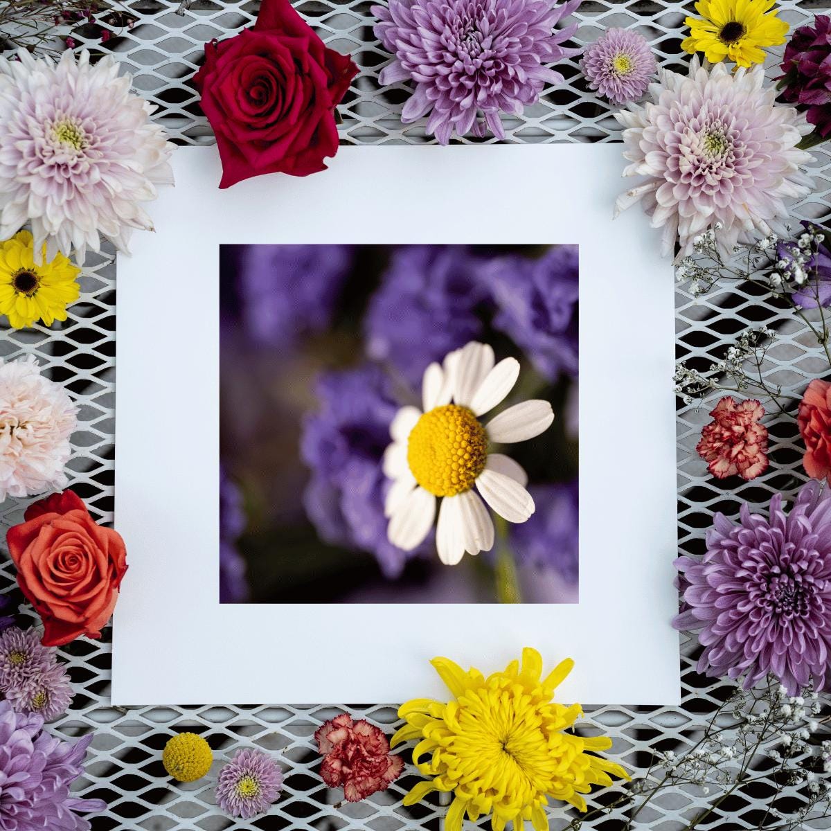 Delicate Daisy Macro Photography Print | Fine Art Floral Wall Decor | Nature-Inspired Botanical Print