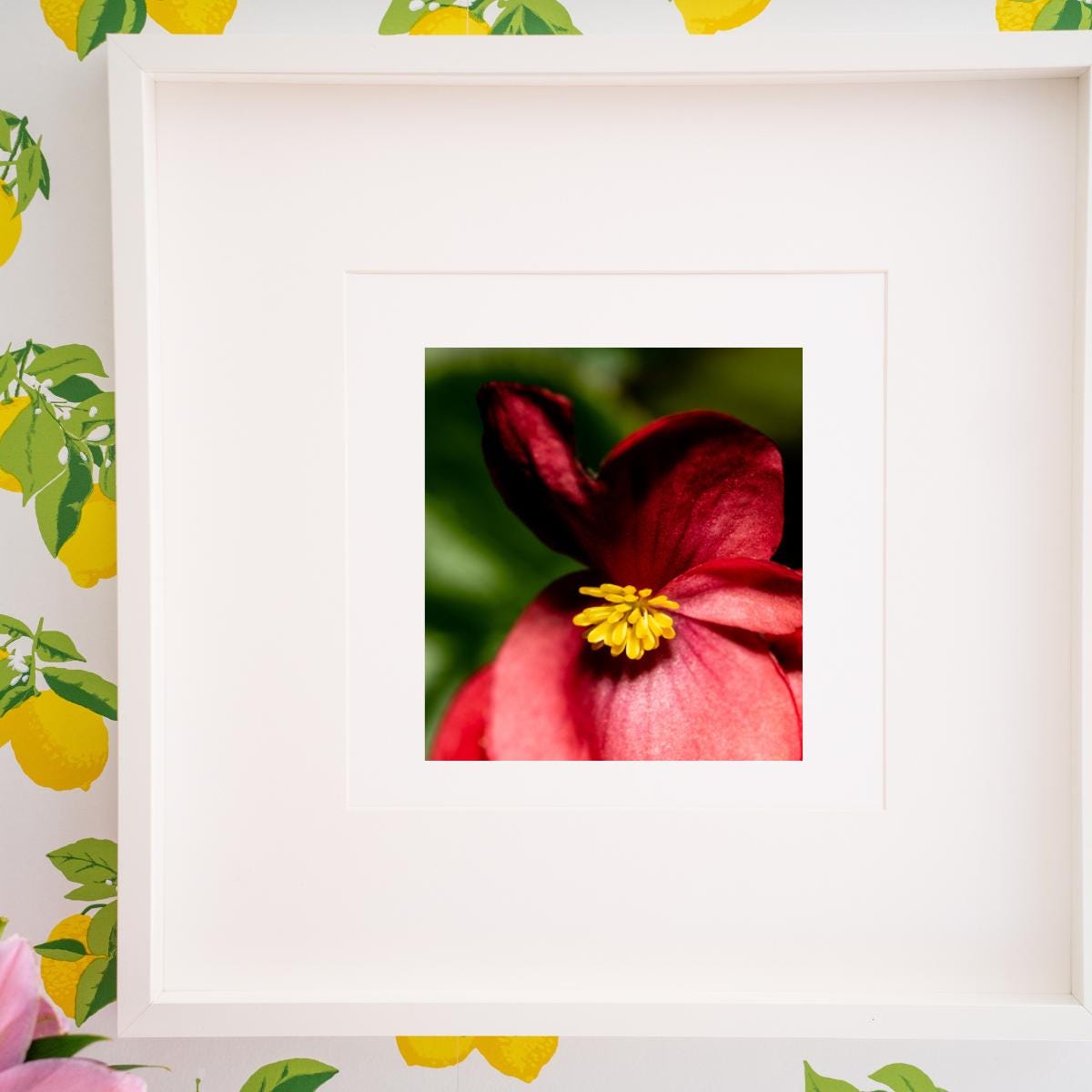 A framed fine art print featuring a macro photograph of a deep red begonia with a bright yellow center, set against a lush green background. The artwork is displayed on a lemon-patterned wallpaper, creating a vibrant and refreshing contrast. The combination of botanical elements makes for a striking and elegant decor piece.