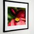 A close-up framed fine art print of a vibrant red begonia with a bright yellow center, set against a lush green background. The sleek black frame adds a modern touch, making this botanical artwork a striking focal point for any contemporary or nature-inspired decor.