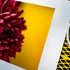 A matted fine art print of a vibrant maroon flower, featuring soft-focus petals that create a gentle, textured composition. The white matte contrasts beautifully with the rich golden tones of the flower, adding a modern touch to the elegant nature-inspired art. Perfect for brightening any space with warmth and sophistication.