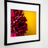 a framed a matted macro photograph of a deep magenta dahlia in full bloom, set against a vibrant yellow background. The close-up captures the intricate details of the flower's layered petals, showcasing rich textures and a dramatic contrast between the warm hues. The composition highlights the natural beauty and bold elegance of the dahlia, making it a visually captivating piece.