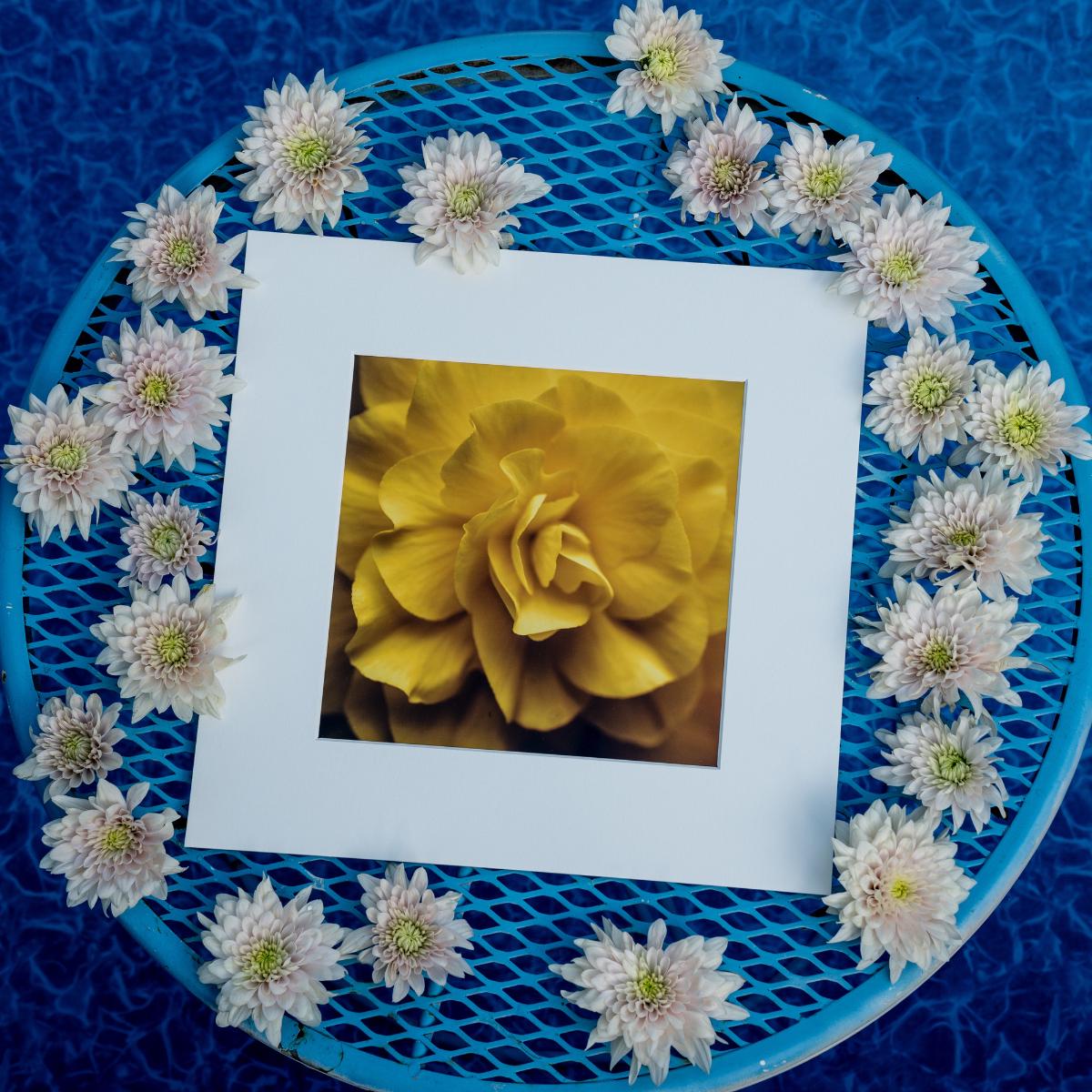 A framed fine art print of a golden-yellow flower, elegantly placed on a vibrant blue metal table. Surrounding the frame is a delicate arrangement of pale chrysanthemums, creating a visually harmonious contrast between the warm floral tones and the cool blue background. A serene and artistic composition, perfect for floral and nature-inspired decor.
