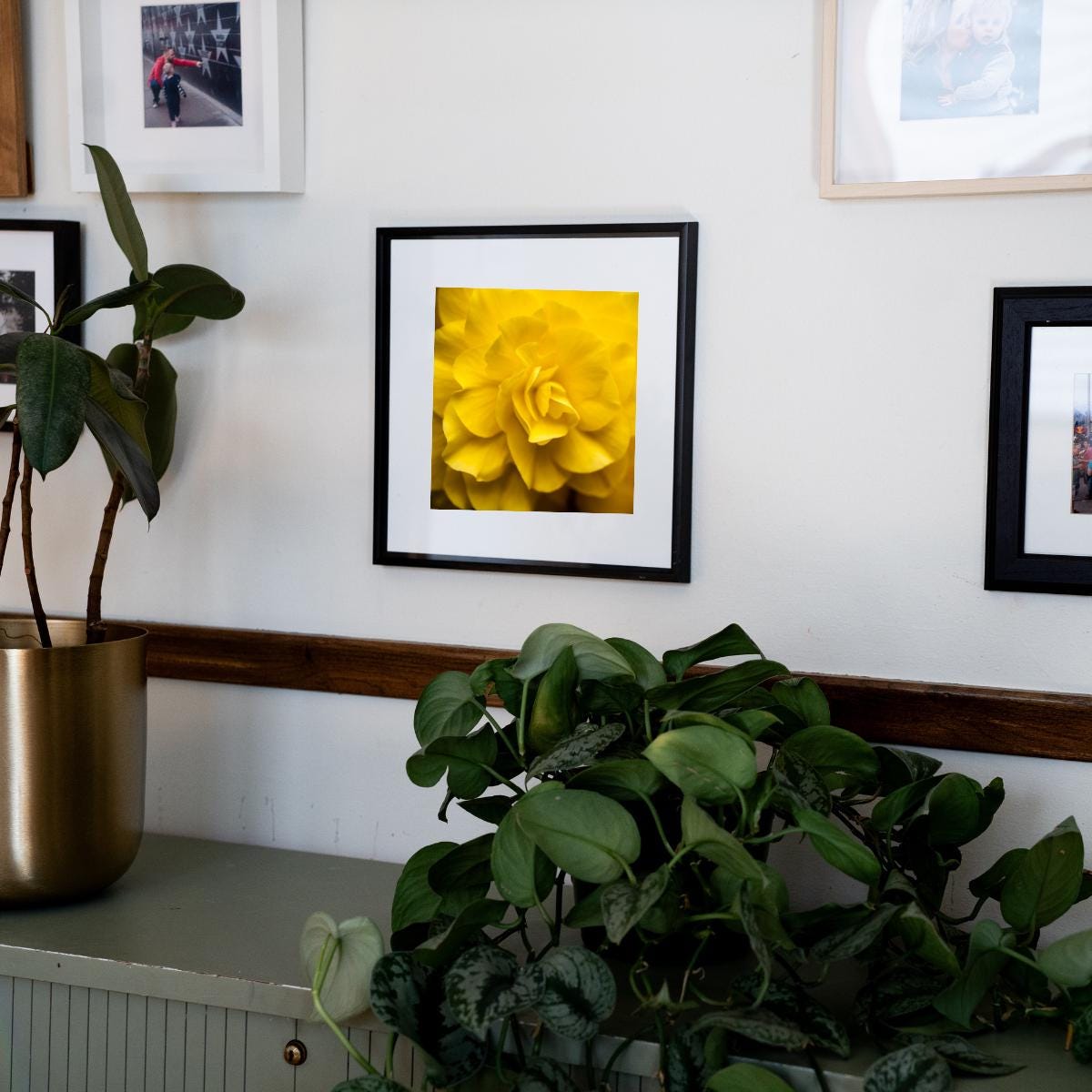 A framed fine art print of a golden-yellow flower, beautifully displayed on a gallery wall alongside other photographs. The black frame adds a modern touch, complementing the surrounding greenery and warm-toned decor. The arrangement creates a cozy and inviting space, blending nature-inspired art with contemporary home styling.