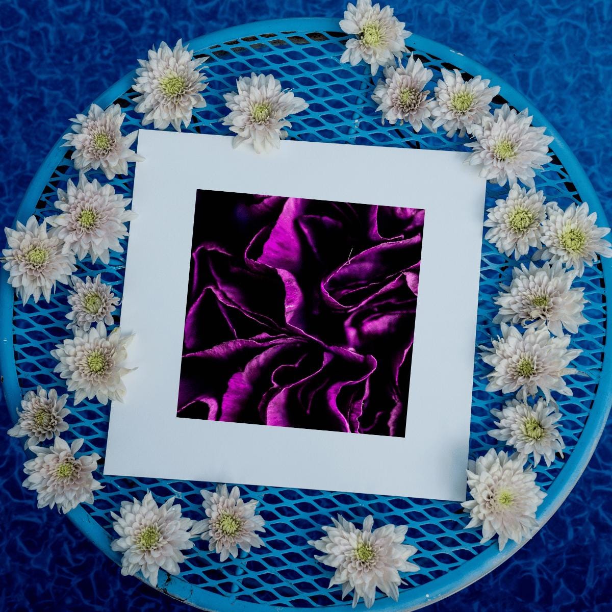 Purple Bloom - Macro Flower Fine Art Print | Bold & Vibrant Floral Photography | Violet Wall Decor