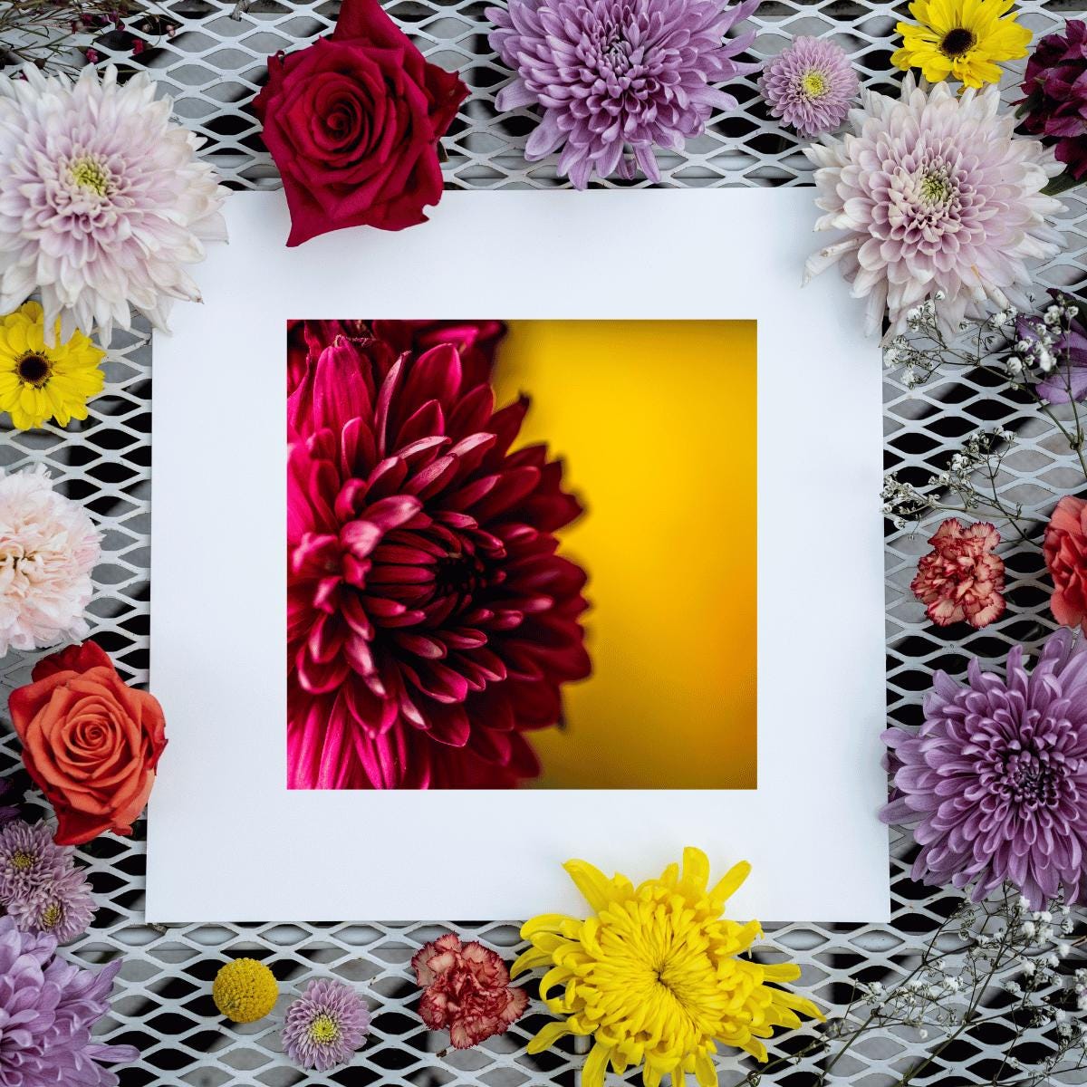 A framed fine art print of a deep magenta dahlia against a golden-yellow background, elegantly displayed on a white metal surface. Surrounding the artwork is a vibrant arrangement of flowers, including roses, chrysanthemums, and daisies in shades of red, purple, yellow, and pink, creating a bold and colorful botanical composition.