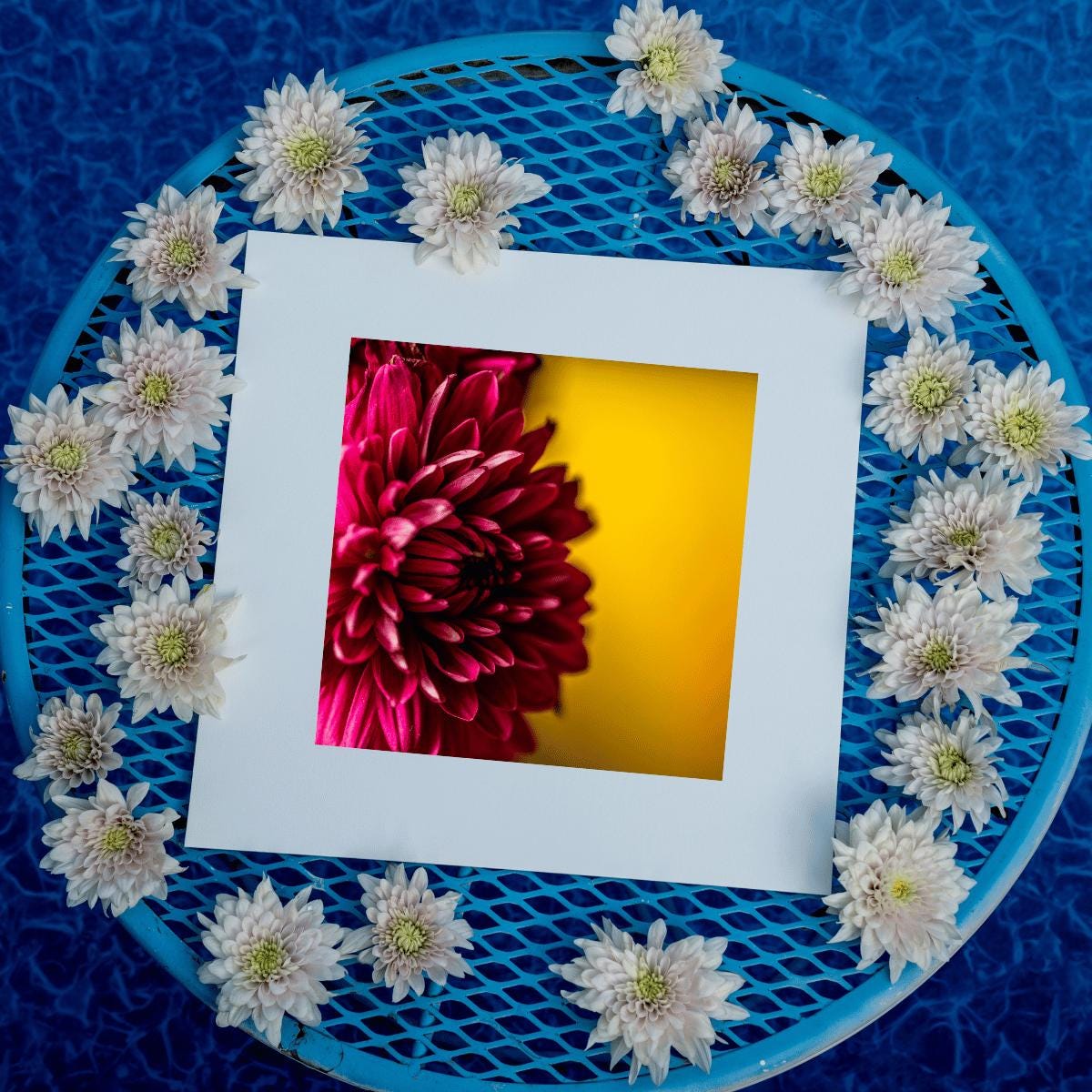 A framed fine art print of a deep magenta dahlia set against a golden-yellow background, displayed on a vibrant blue metal table. Surrounding the artwork is a delicate arrangement of pale white chrysanthemums, creating a visually striking contrast between the warm floral tones and the cool blue setting. A serene and artistic composition perfect for floral and nature-inspired decor.