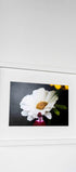White Wildflower Macro Photography Print: Elegant Floral Fine Art