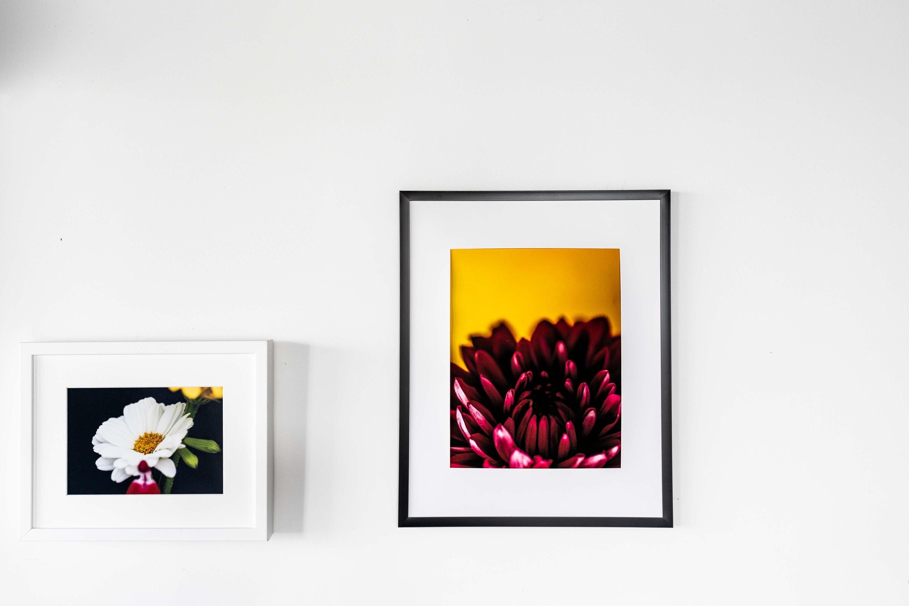 Two framed flower photographs hanging on a white wall—one featuring a white daisy on a black background in a white frame, and the other showcasing a deep magenta chrysanthemum against a bold yellow background in a black frame.
