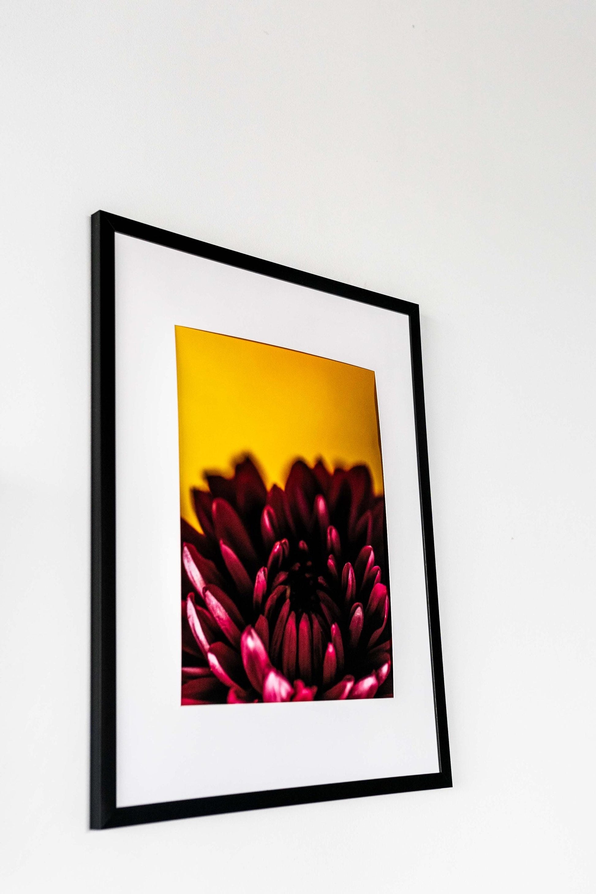 Bold Dahlia Macro Photography Print | Fine Art Floral Wall Decor | Vibrant Botanical Nature Print