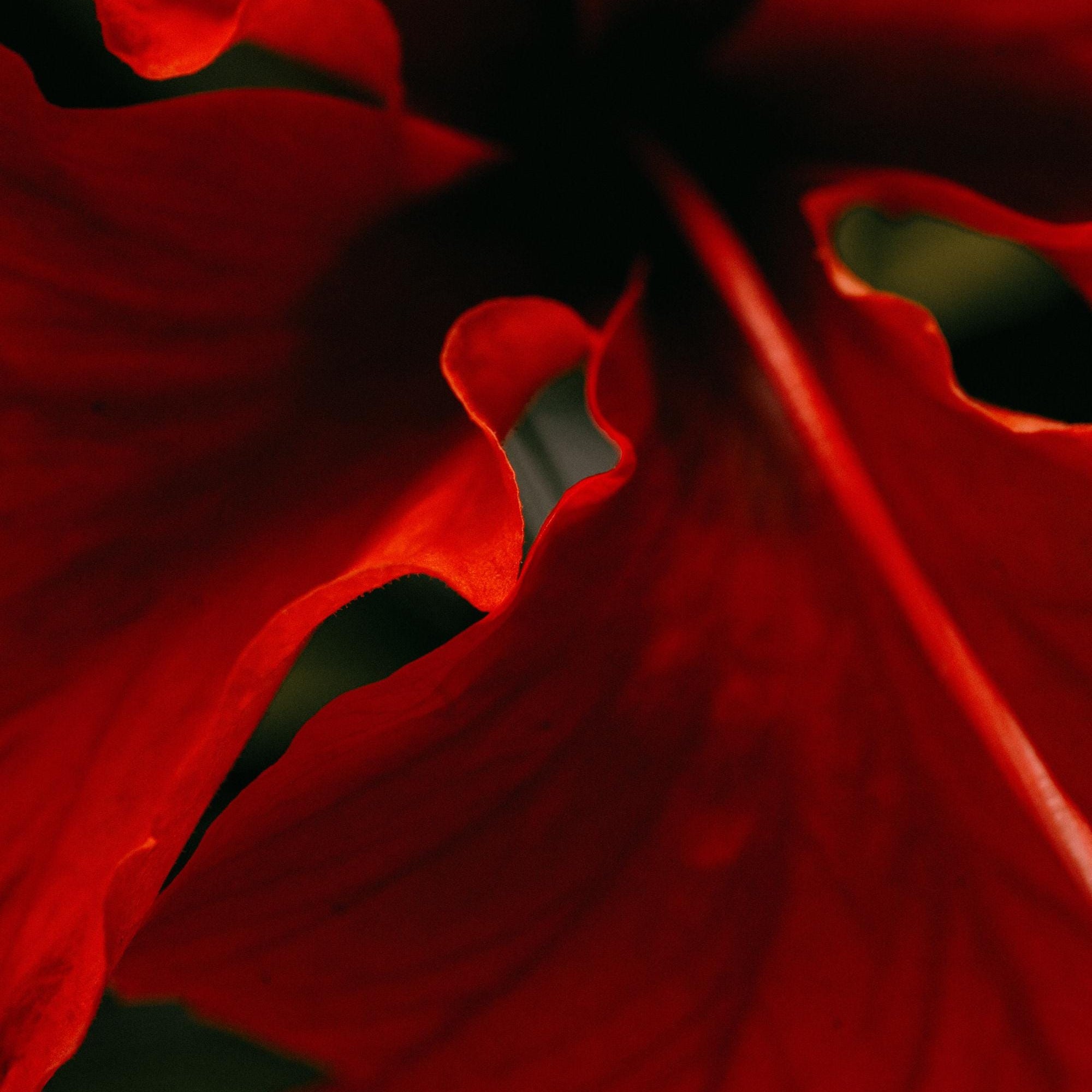 Red Hibiscus Abstract Fine Art Print – Bold Romantic Floral Wall Art, Macro Flower Photography, Valentine’s Gift, Nature Home Decor, Organic