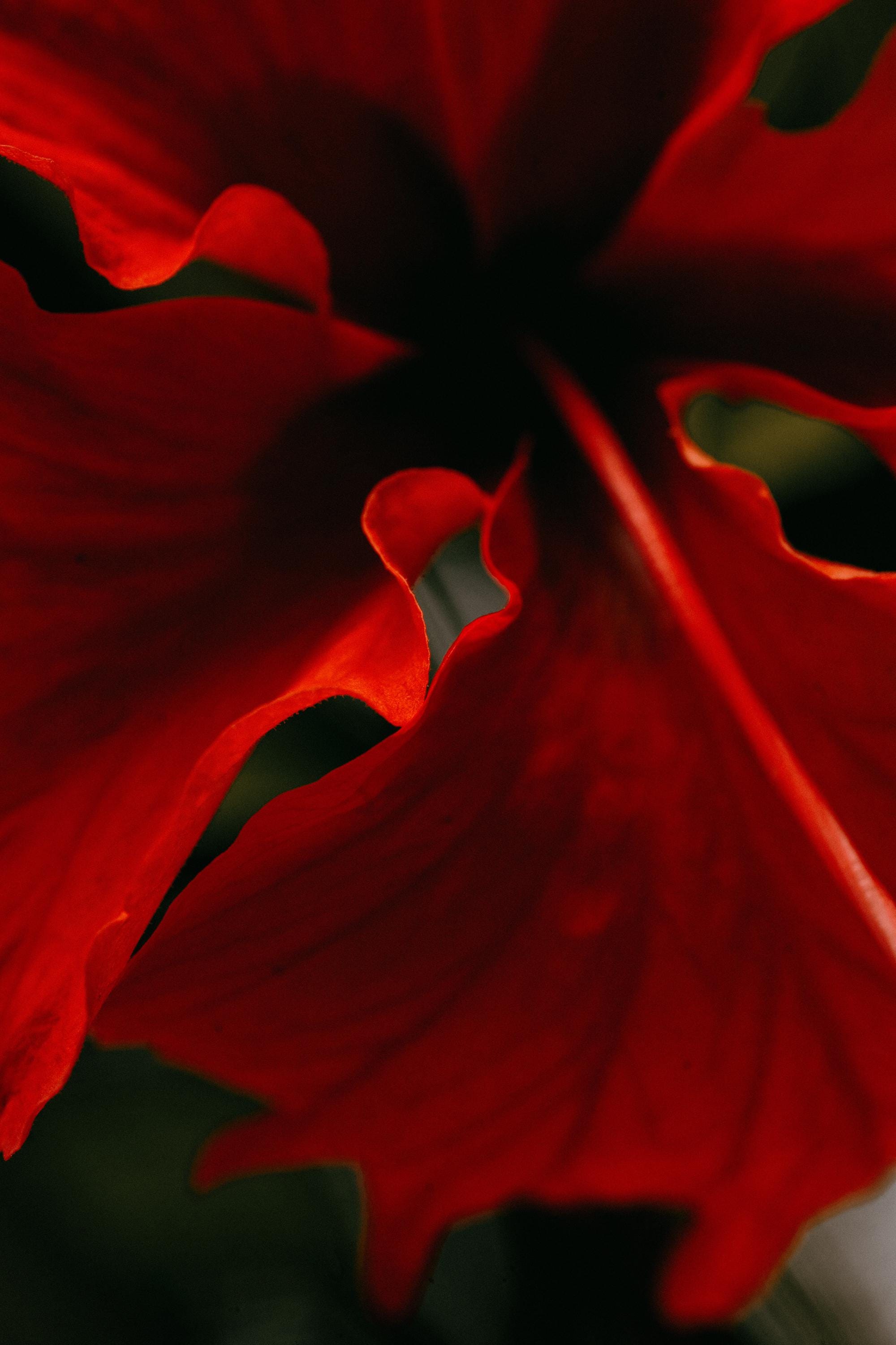 Red Hibiscus Abstract Fine Art Print – Bold Romantic Floral Wall Art, Macro Flower Photography, Valentine’s Gift, Nature Home Decor, Organic