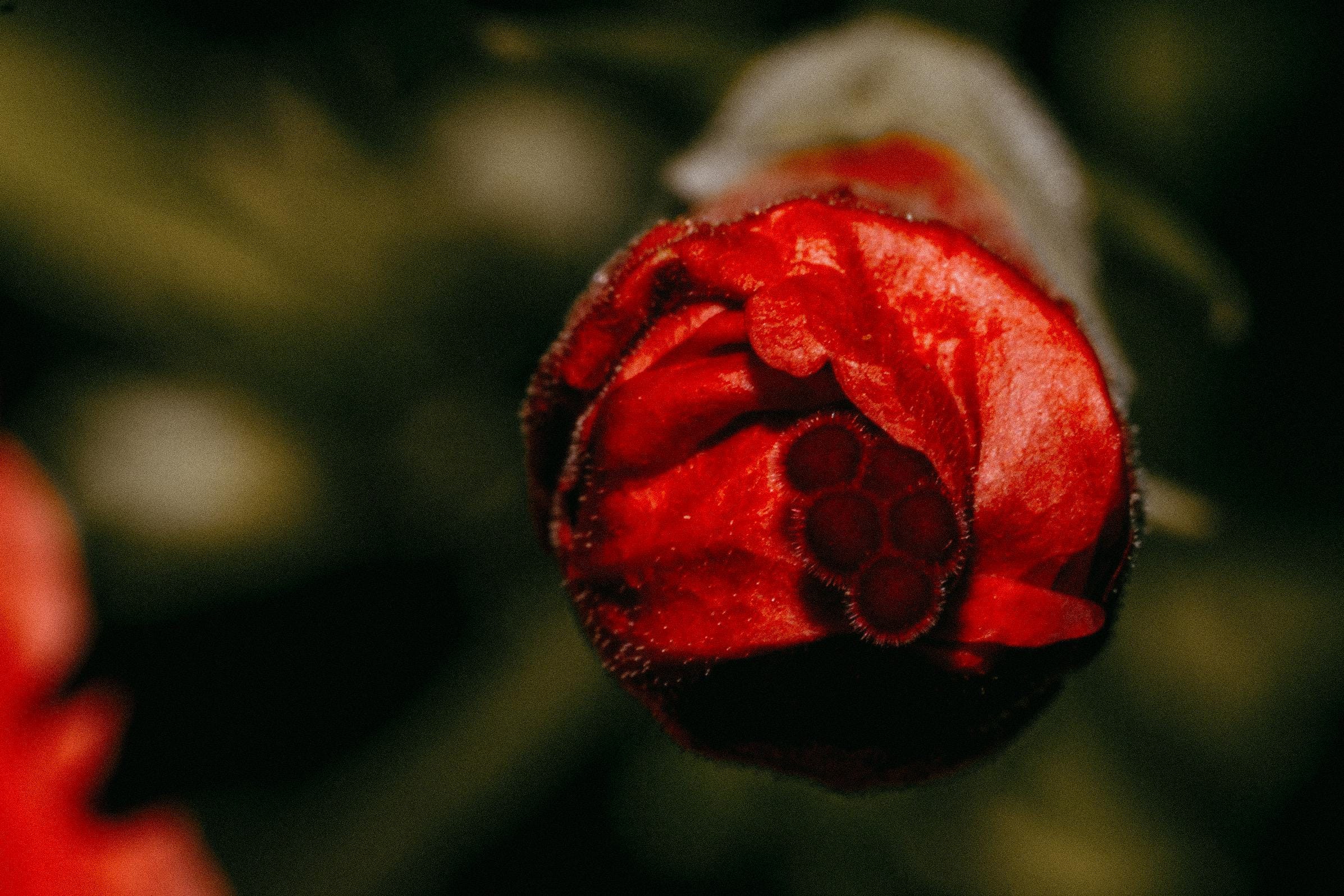 Red Rose Bud Photography Print – Costa Rica Macro Floral Art