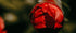 Red Rose Bud Photography Print – Costa Rica Macro Floral Art