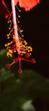 Red Hibiscus Macro Photography Print – Botanical Wall Art
