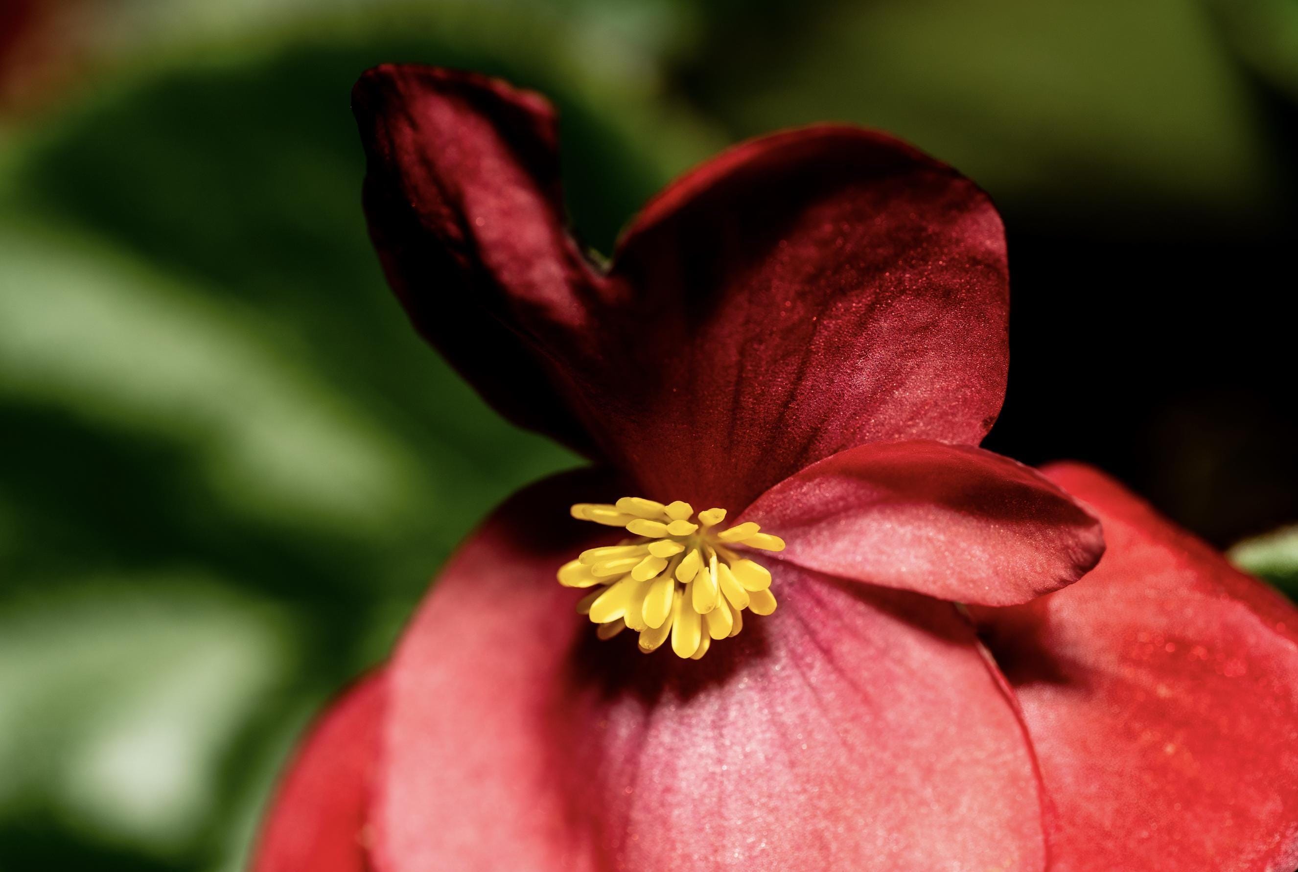 Red Begonia Macro Photography Print – Romantic Floral Wall Art