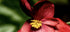 Red Begonia Macro Photography Print – Romantic Floral Wall Art