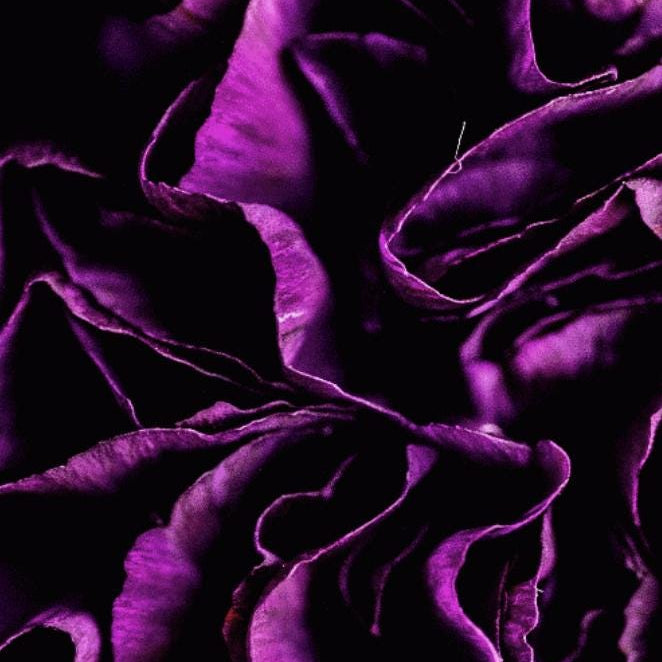 Purple Bloom - Macro Flower Fine Art Print | Bold & Vibrant Floral Photography | Violet Wall Decor