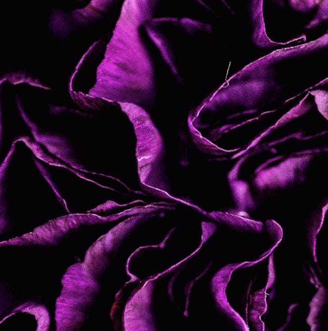 Purple Bloom - Macro Flower Fine Art Print | Bold & Vibrant Floral Photography | Violet Wall Decor