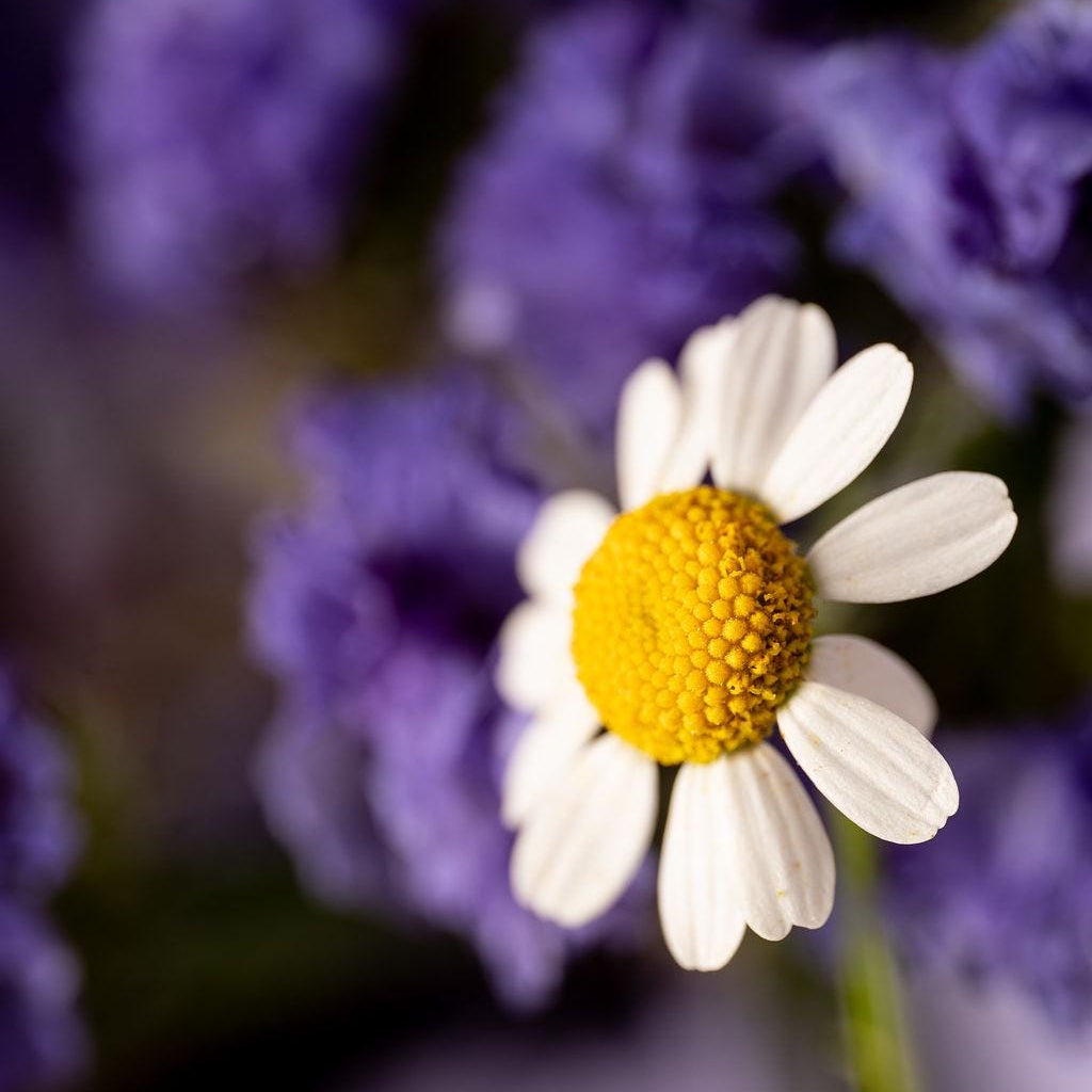 Delicate Daisy Macro Photography Print | Fine Art Floral Wall Decor | Nature-Inspired Botanical Print