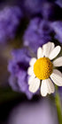 Delicate Daisy Macro Photography Print | Fine Art Floral Wall Decor | Nature-Inspired Botanical Print