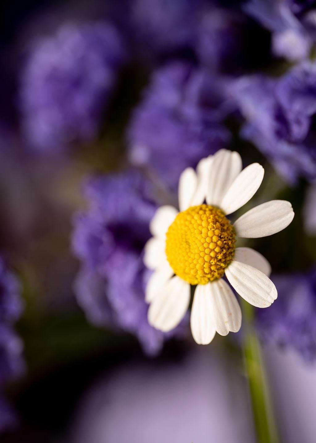 Delicate Daisy Macro Photography Print | Fine Art Floral Wall Decor | Nature-Inspired Botanical Print