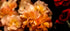 A close-up macro photograph of delicate golden-orange flowers with intricate ruffled petals, softly illuminated against a dark, moody background. The floral details stand out with rich, warm hues, creating a striking and elegant composition.