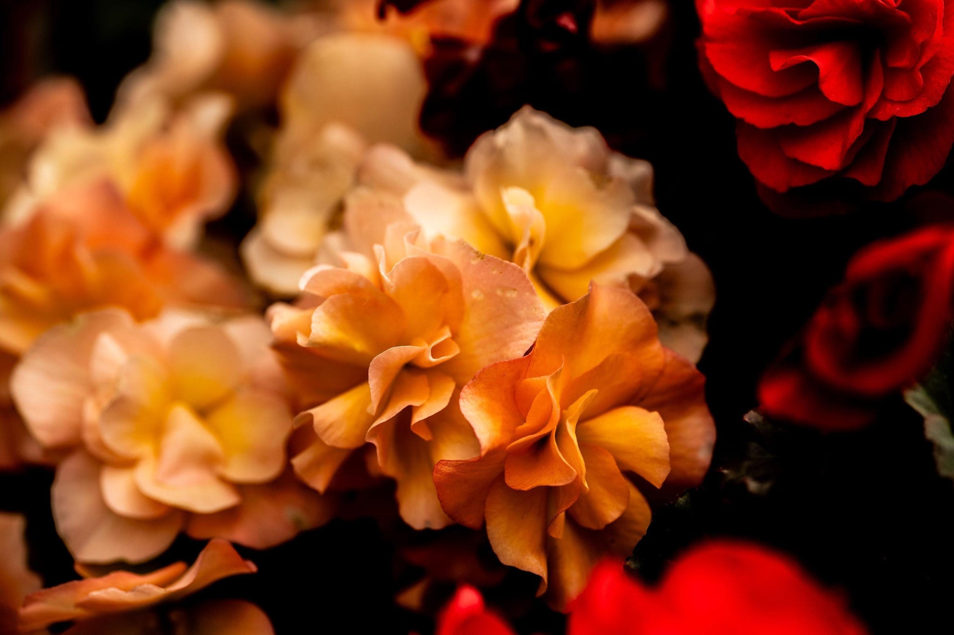 A close-up macro photograph of delicate golden-orange flowers with intricate ruffled petals, softly illuminated against a dark, moody background. The floral details stand out with rich, warm hues, creating a striking and elegant composition.