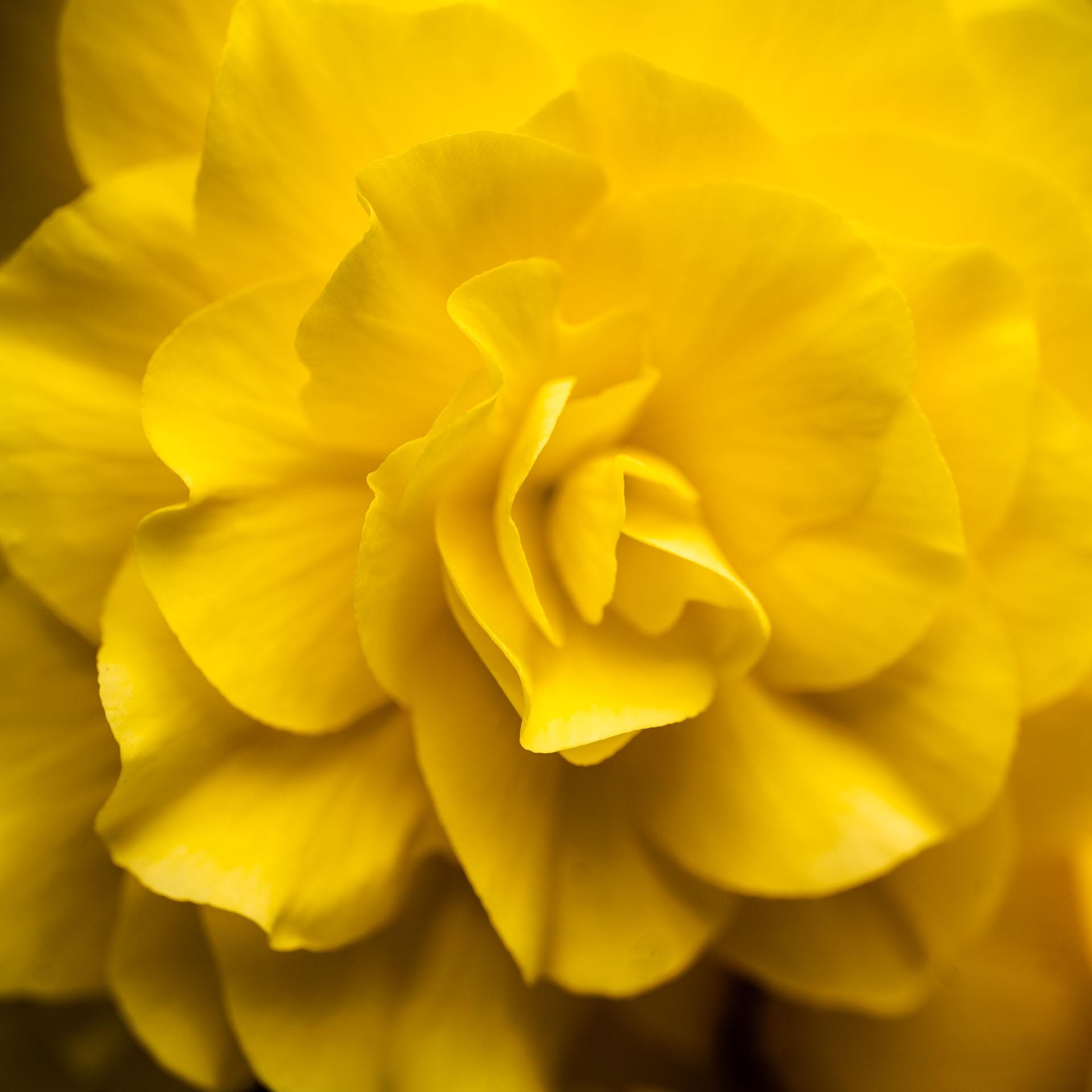 Yellow Begonia Macro Photography Art Print – Floral Home Decor