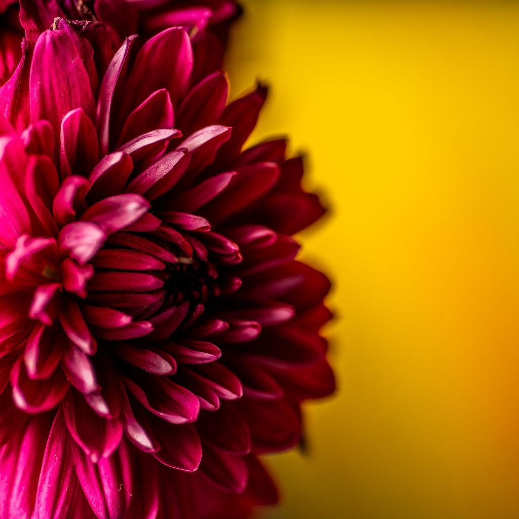 Bold Dahlia Macro Photography Print | Fine Art Floral Wall Decor | Vibrant Botanical Nature Print